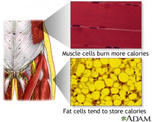 fat cells vs muscle cells