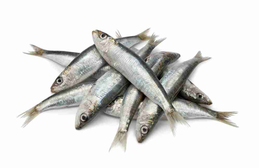 How to Eat Sardines Without Throwing Up