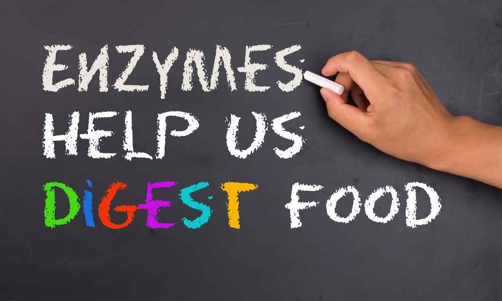 Enzymes and digestion_020821